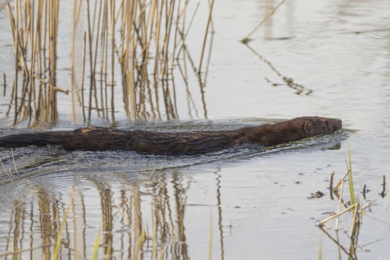 Норка фото превью