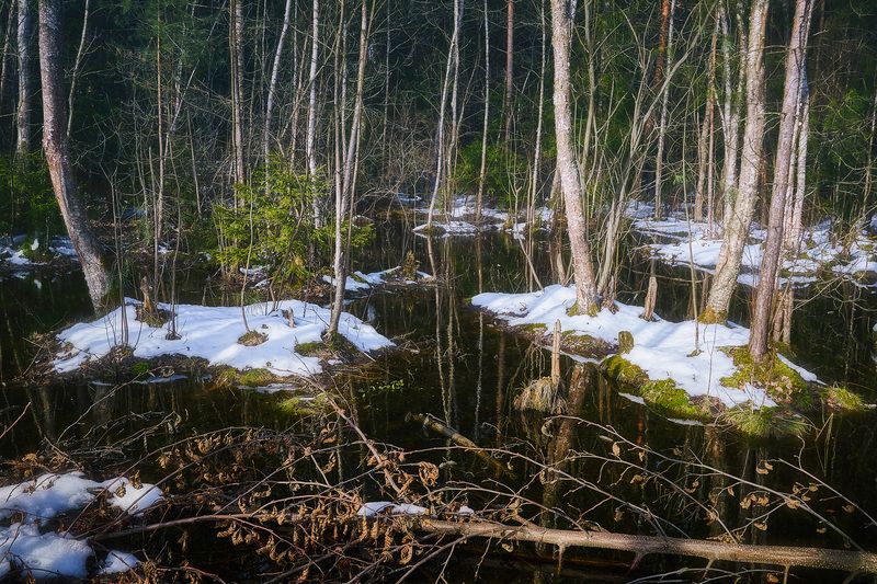 лес, отражения, весна В весеннем лесу фото превью