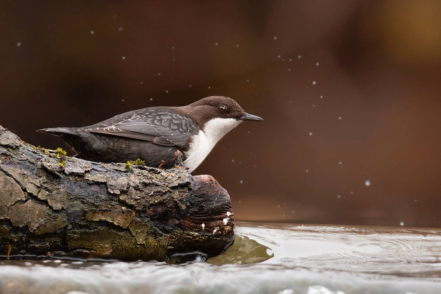 оляпка, птица, вода, водопад, Алёна Тиханович