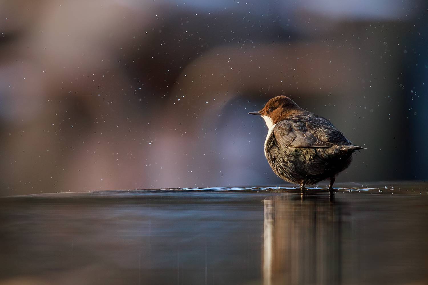 оляпка, птица, вода, водопад, Алёна Тиханович