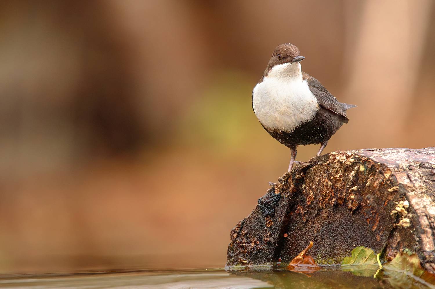оляпка, птица, вода, водопад, Алёна Тиханович