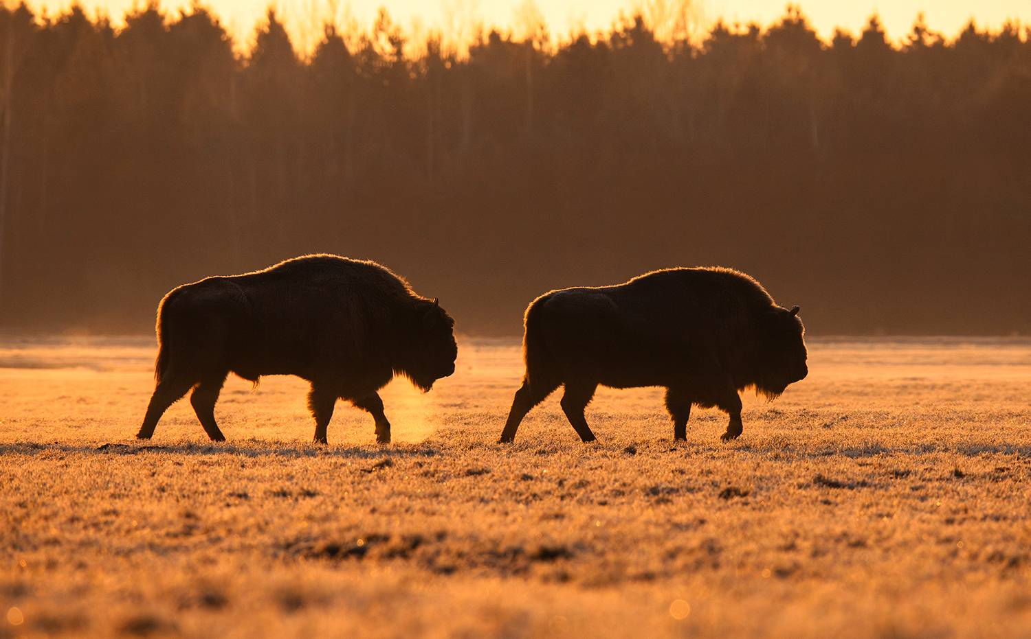 зубр, налибокская пуща, солнце, Алёна Тиханович