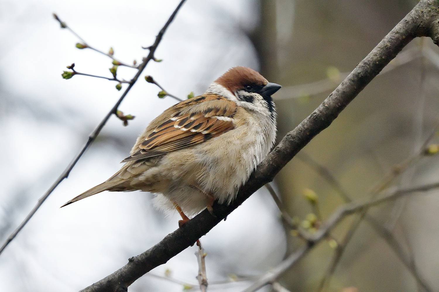 , Корнейчук Игорь