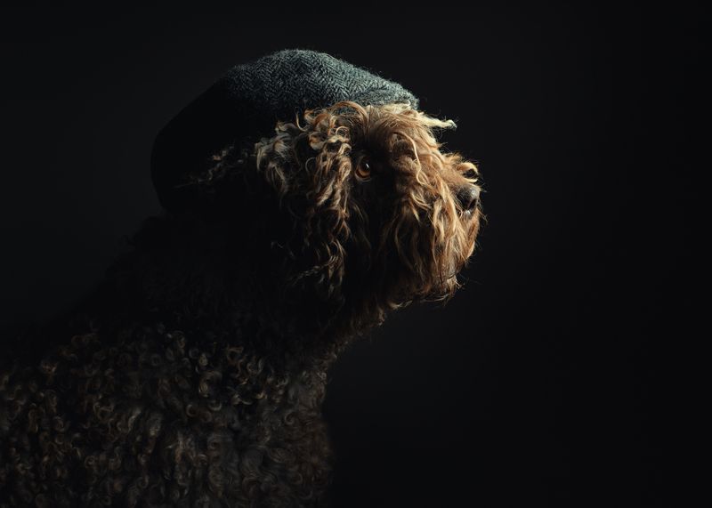 Paddington фото превью