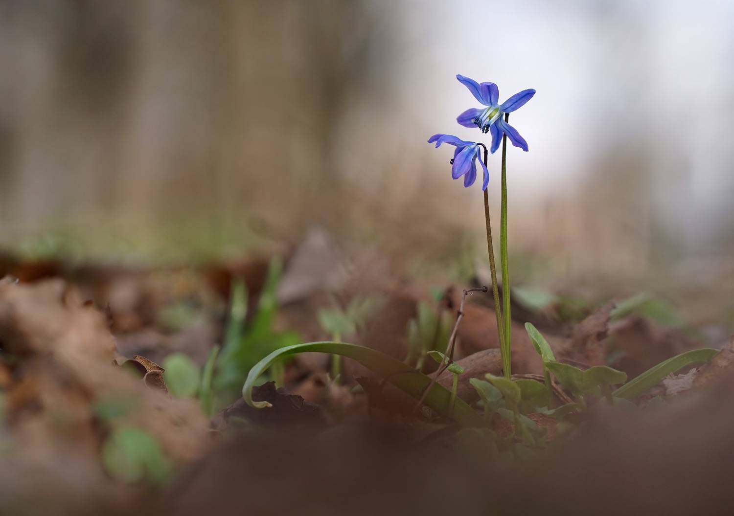 Пролески, Чепленко Алексей