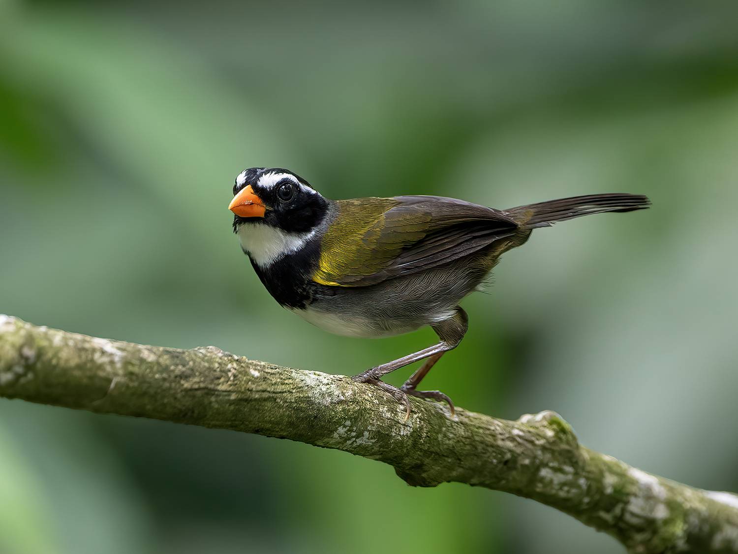 , Fernando Burgalin Sequeira