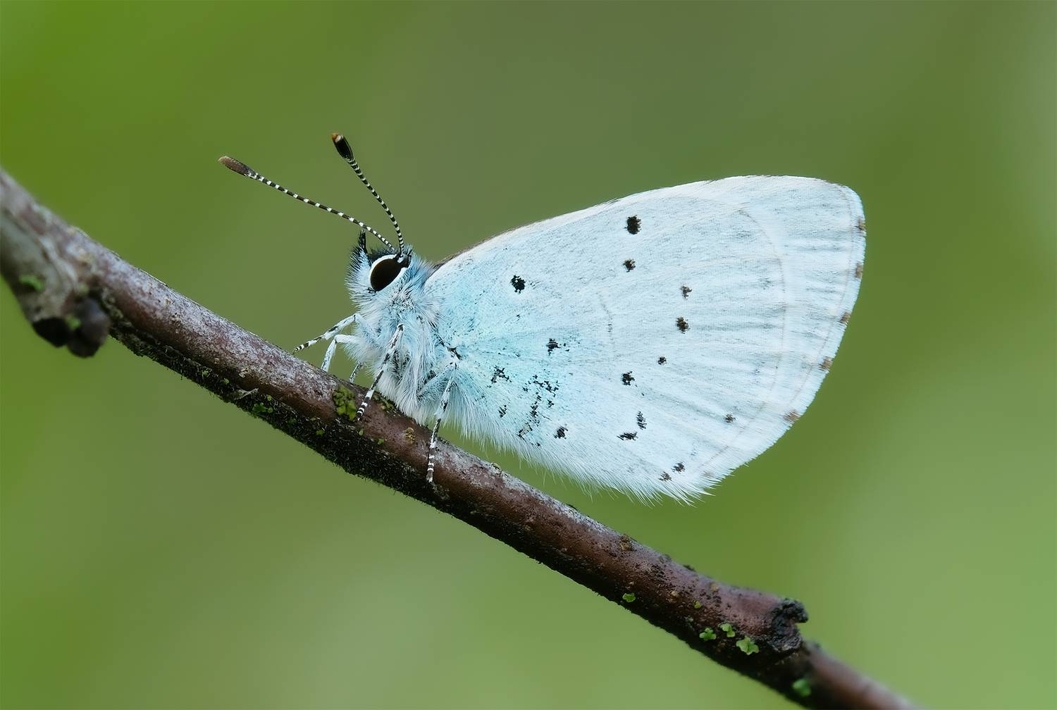 , Васильев Роман