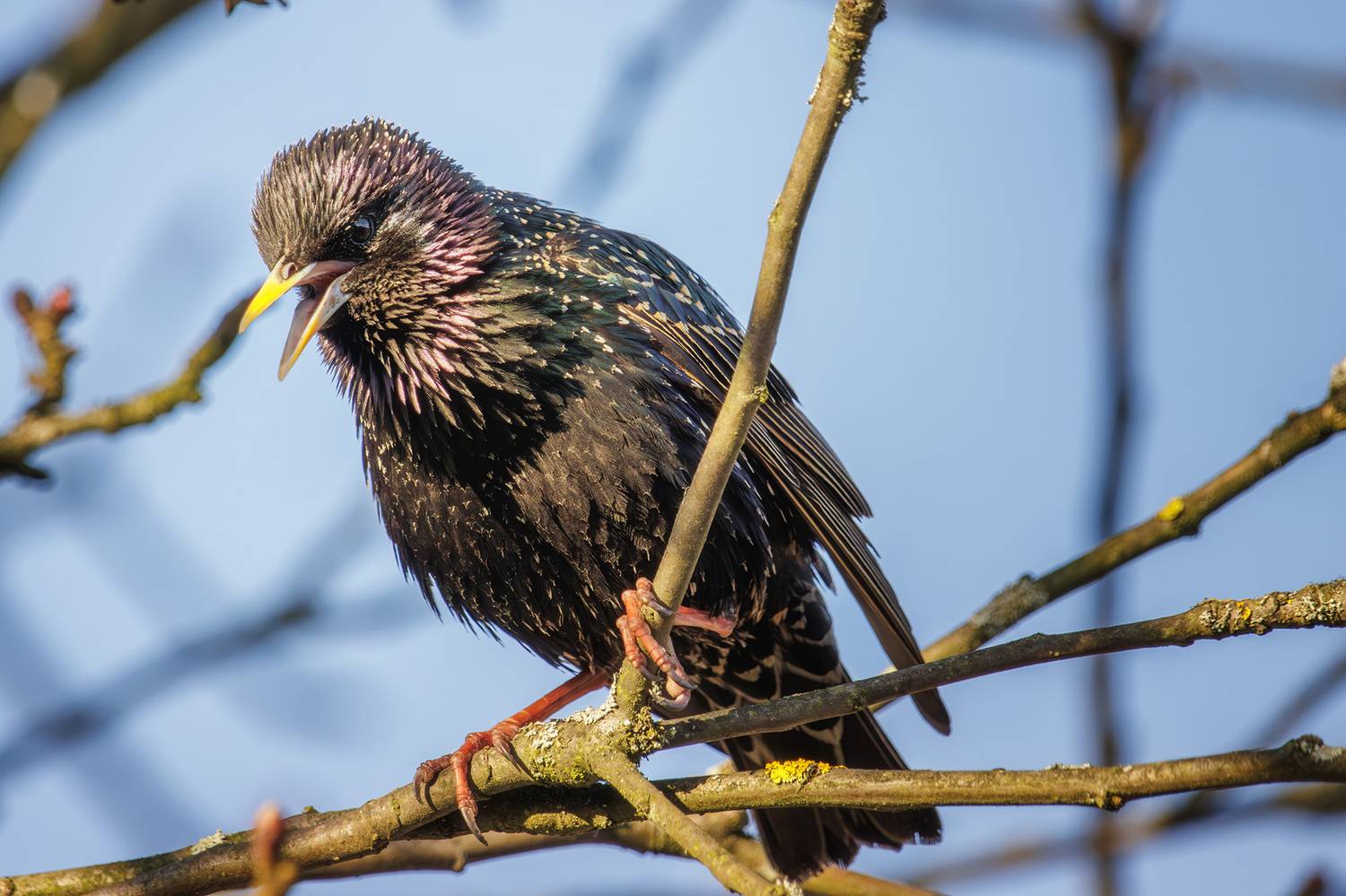 , Морозов Сергей