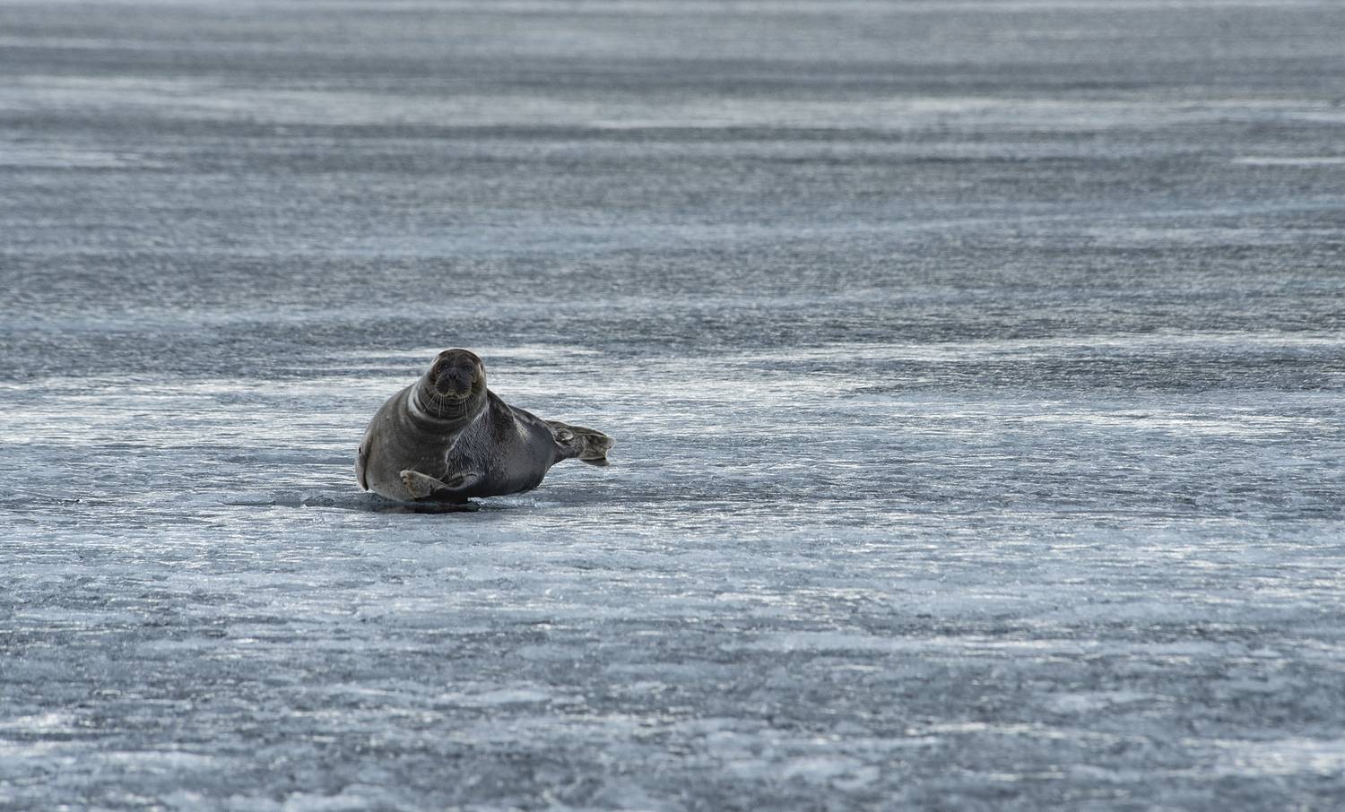нерпа, pusa, sibirica, байкал, Андрей Таничев