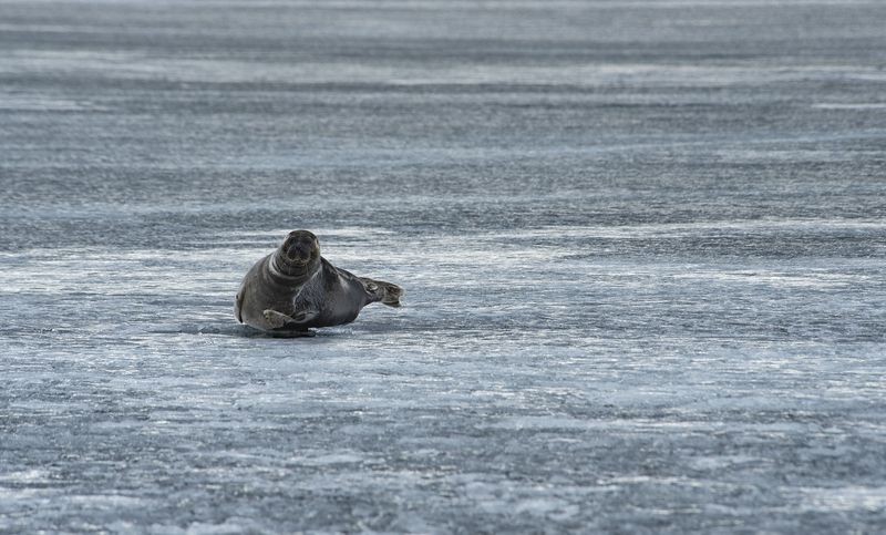 нерпа, pusa, sibirica, байкал В дзене фото превью