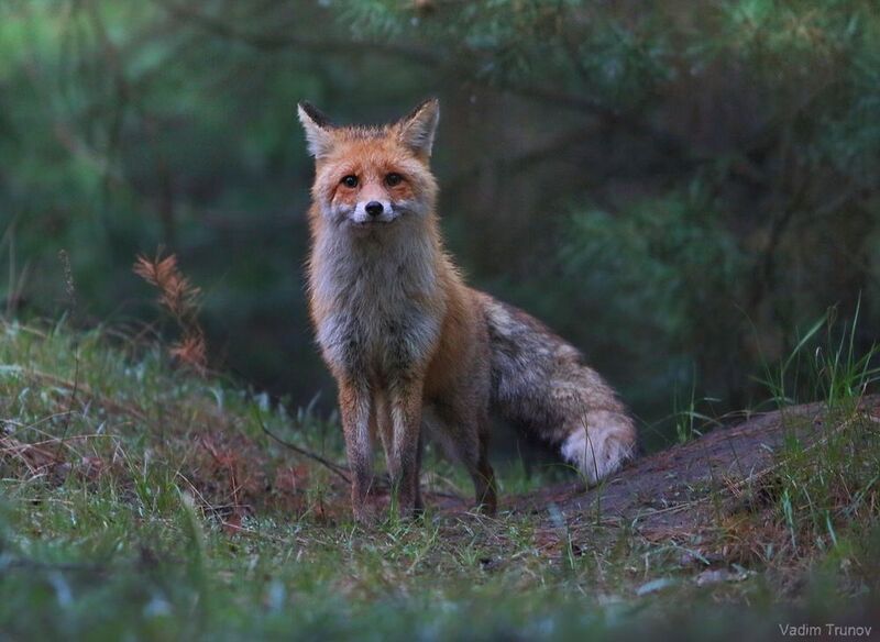 лиса, fox Хитрый лис фото превью