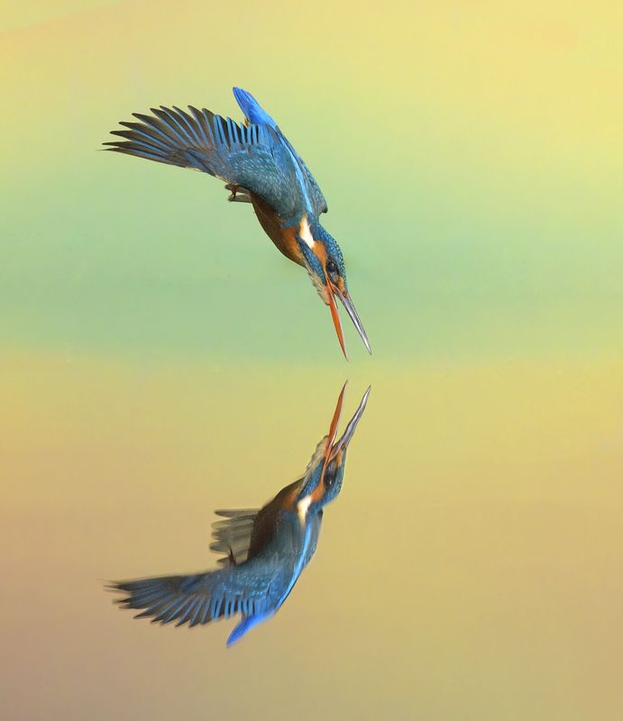 kingfisher фото превью