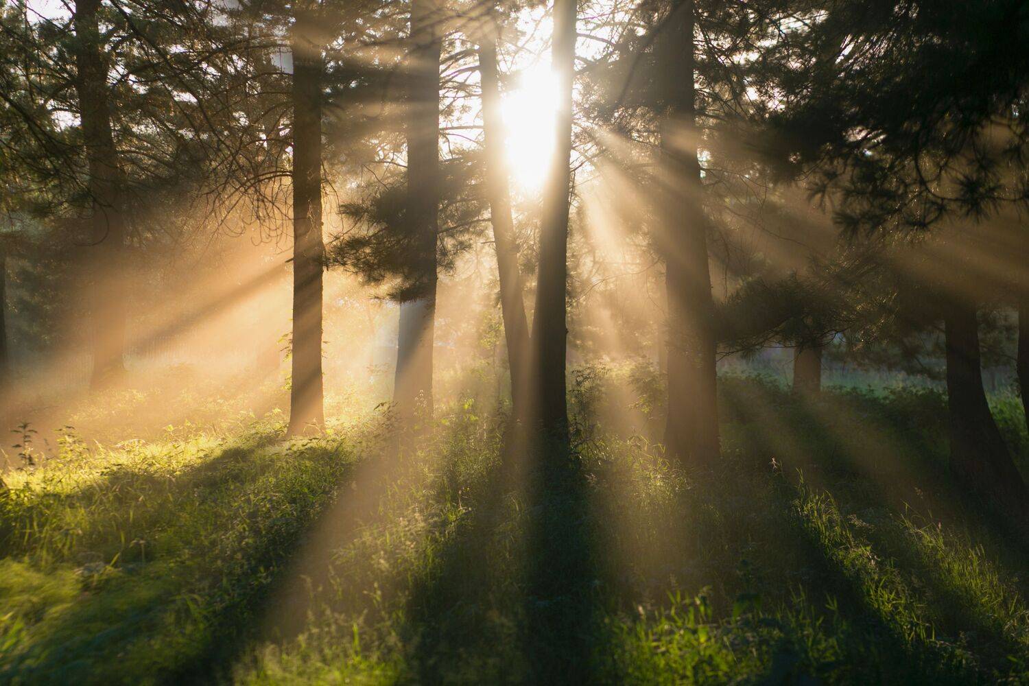, Константин Буркин