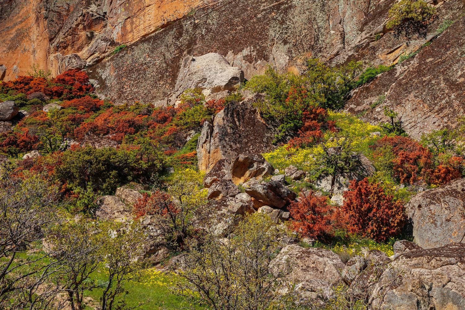 весна,горы,пейзаж,цветы,флора,дагестан,, Magov Marat