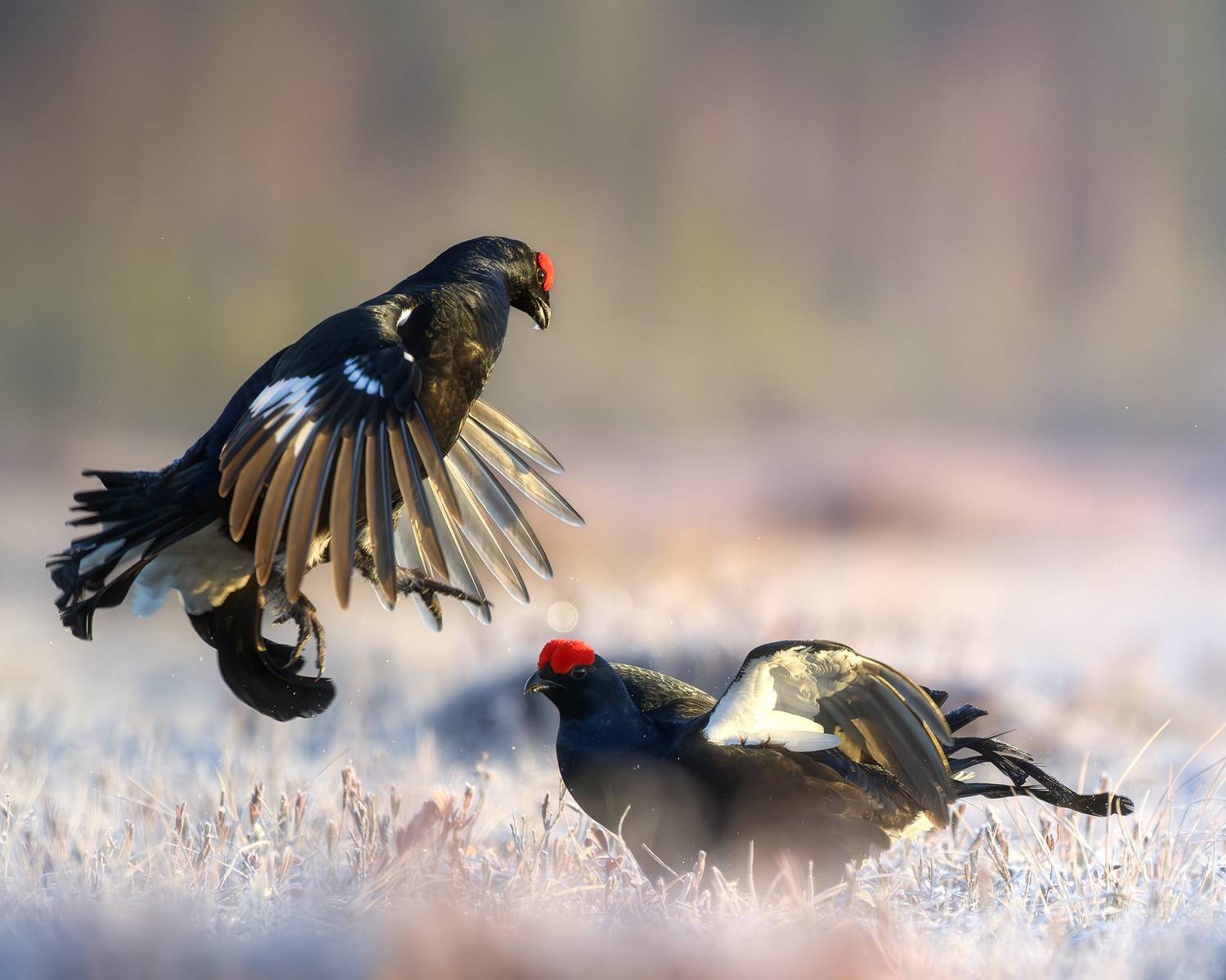 тетерев, ток, токование, птицы, болото, бердинг, бердвотчинг, фотоохота, природа, birdwatching, birding, Black grouse, Courtship display, Михаил Ездаков