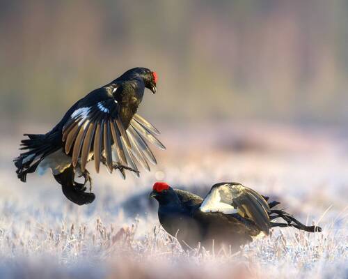 Токование тетеревов