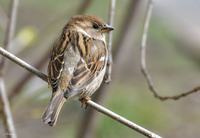 Самочка домового воробья фото превью