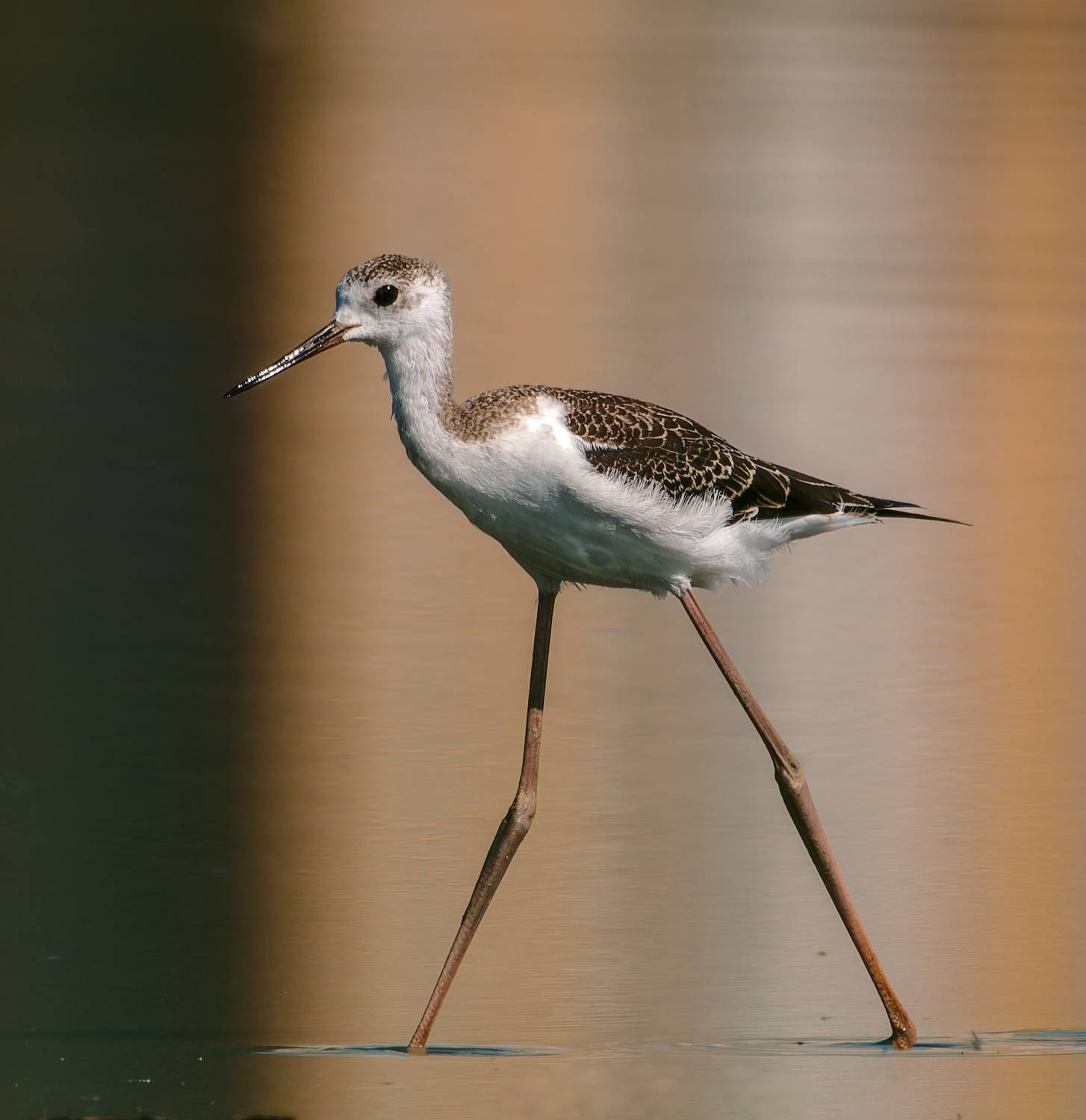 , Фото Александр