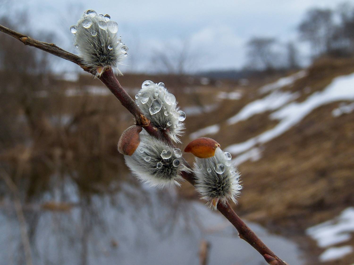 река истра, весна, верба, Медведев Александр