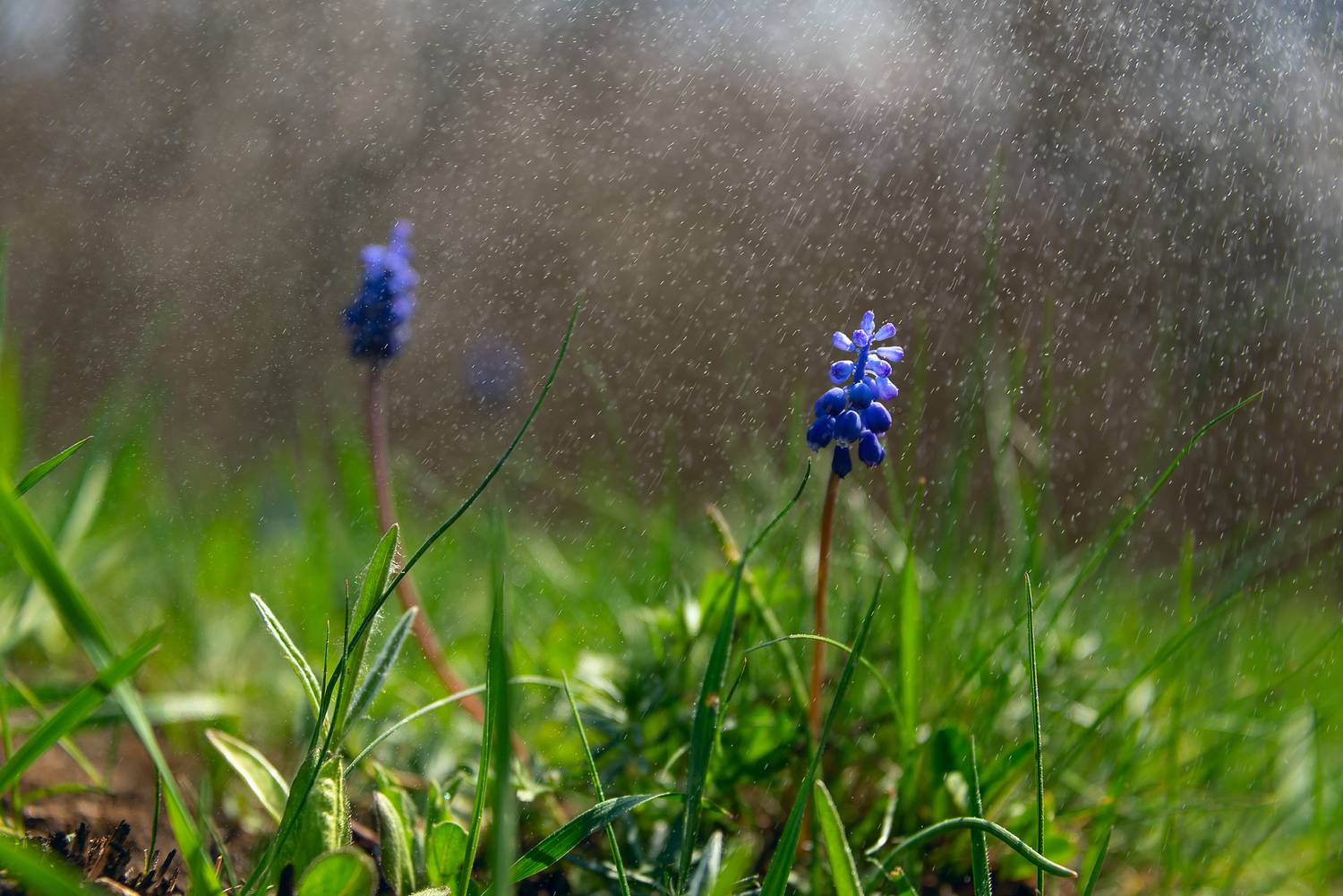 мускари, весна, дождь, природа, макро, Елена Брежицкая
