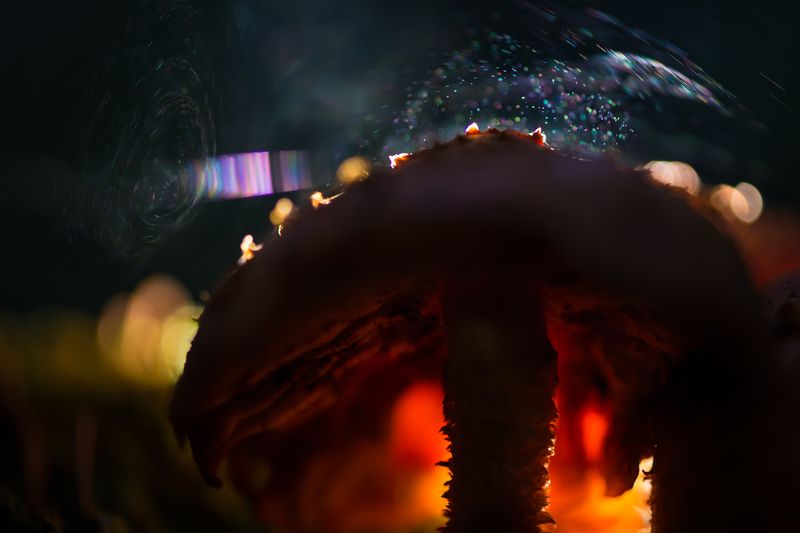 чешуйчатка золотистая, гриб Вьюга в макромире фото превью