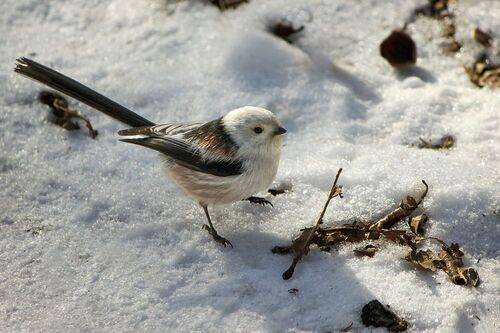 Ополовница
