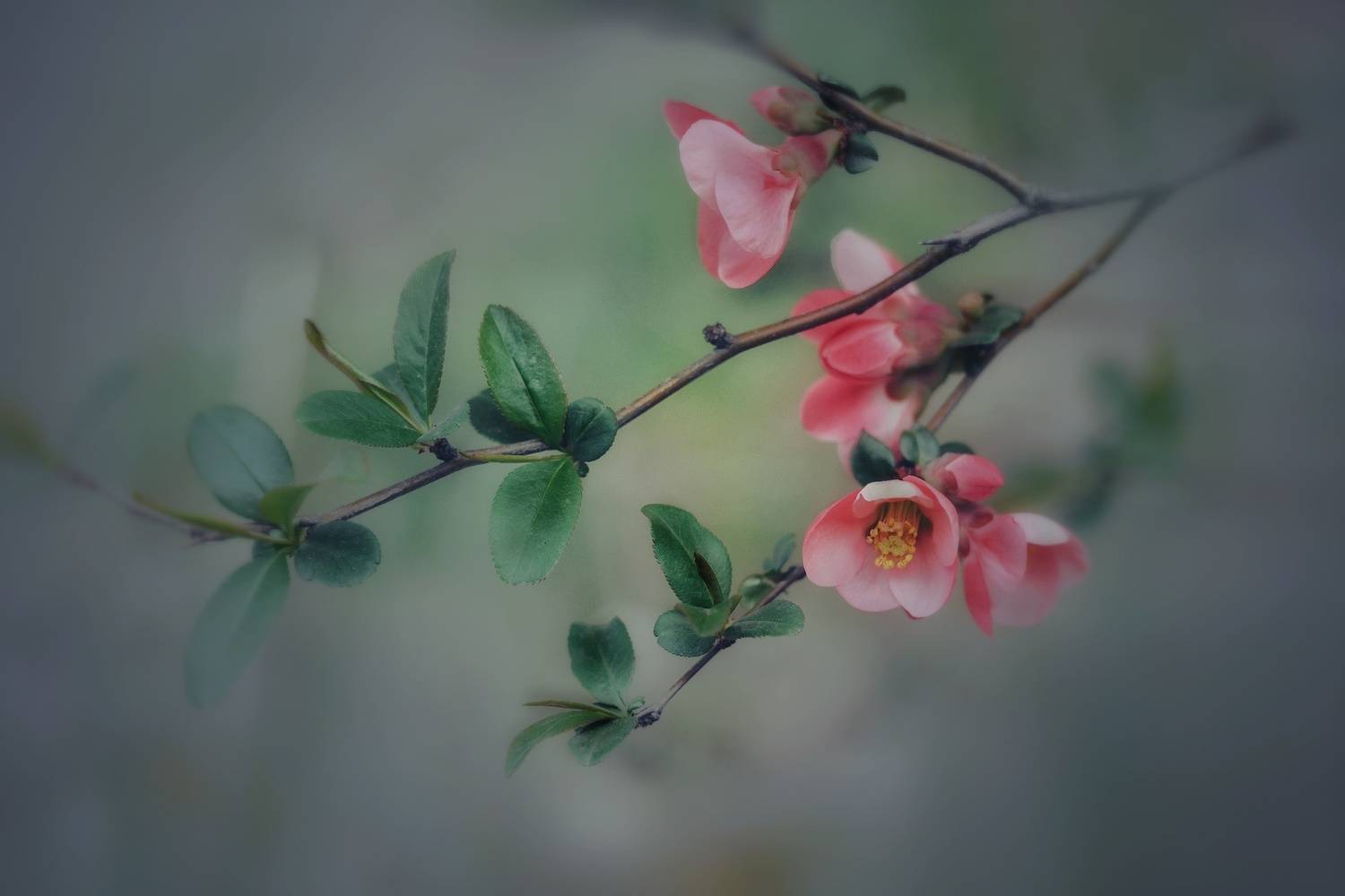 , Юлияна Стоянова