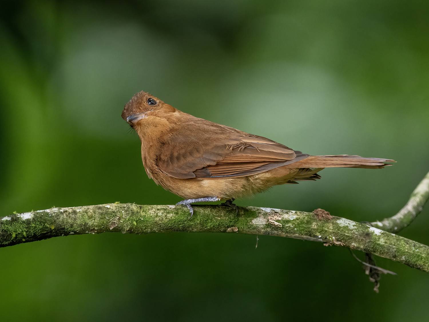 , Fernando Burgalin Sequeira