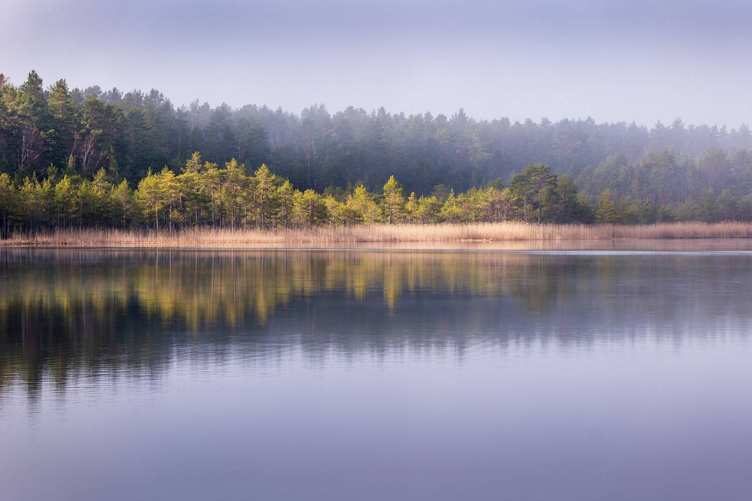 , Гордон Николай