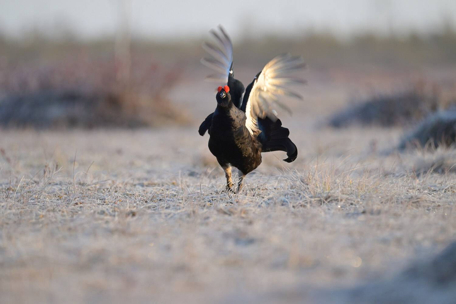 тетерев, grouse, fight, nature, bird, birdwatching, битва, ток, природа, птицы, Ярославль, крылья, взмах, полет, крики, wings, flight, Сергей Немцев