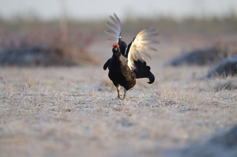 тетерев, grouse, fight, nature, bird, birdwatching, битва, ток, природа, птицы, Ярославль, крылья, взмах, полет, крики, wings, flight Разгон и взлет фото превью