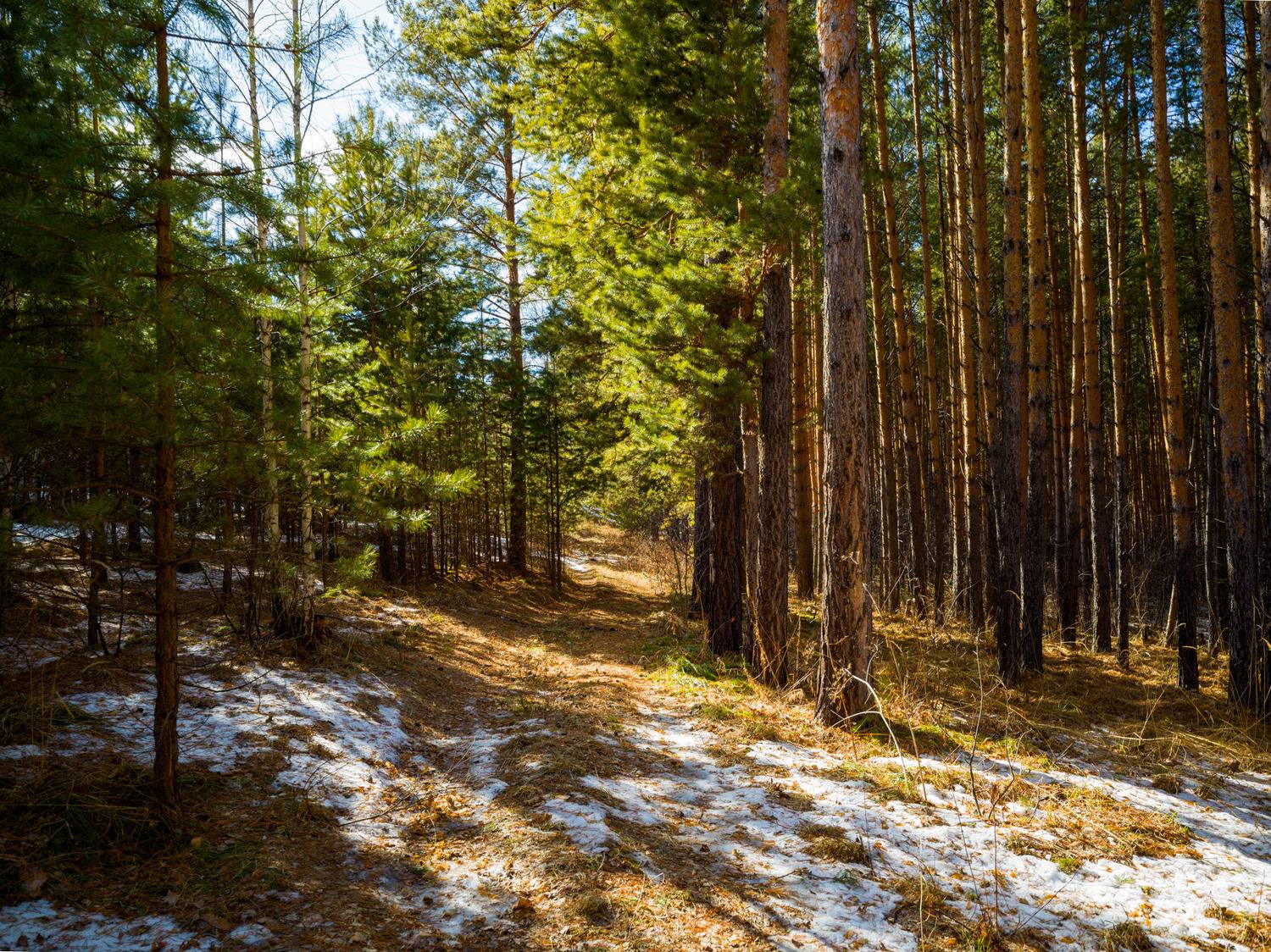 , Шустиков Дмитрий