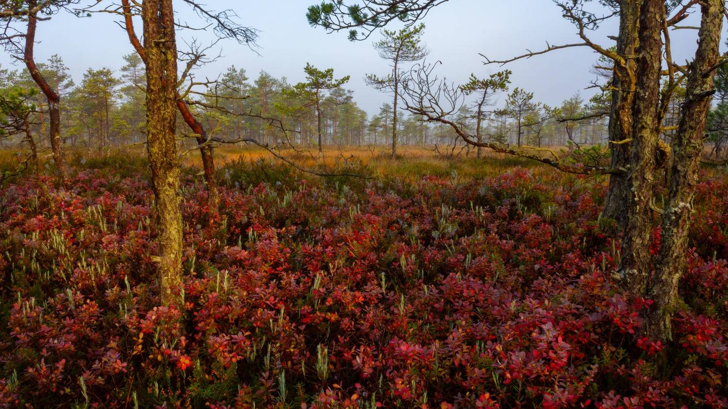 , Комарова Вера