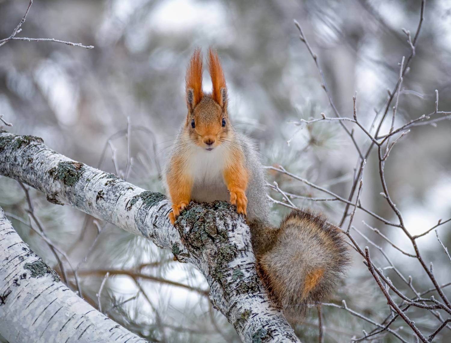 белка, лес, зима,, Мочалова Марина