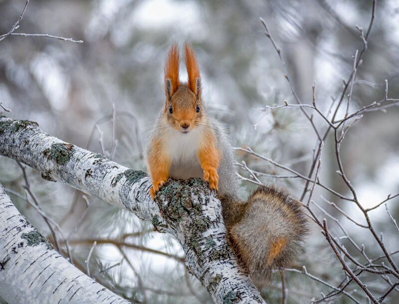 белка, лес, зима, Внимание... фото превью