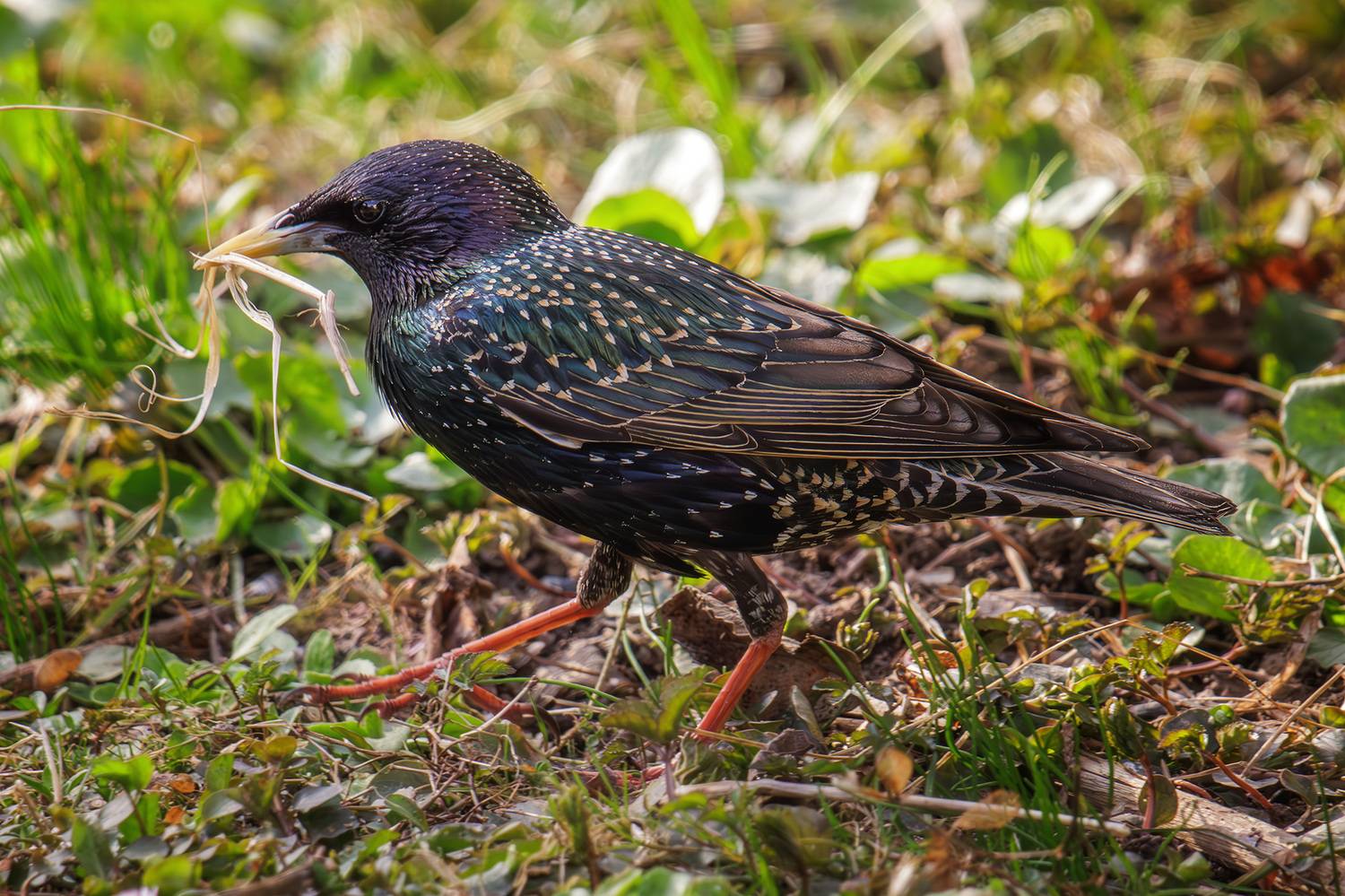 , Морозов Сергей