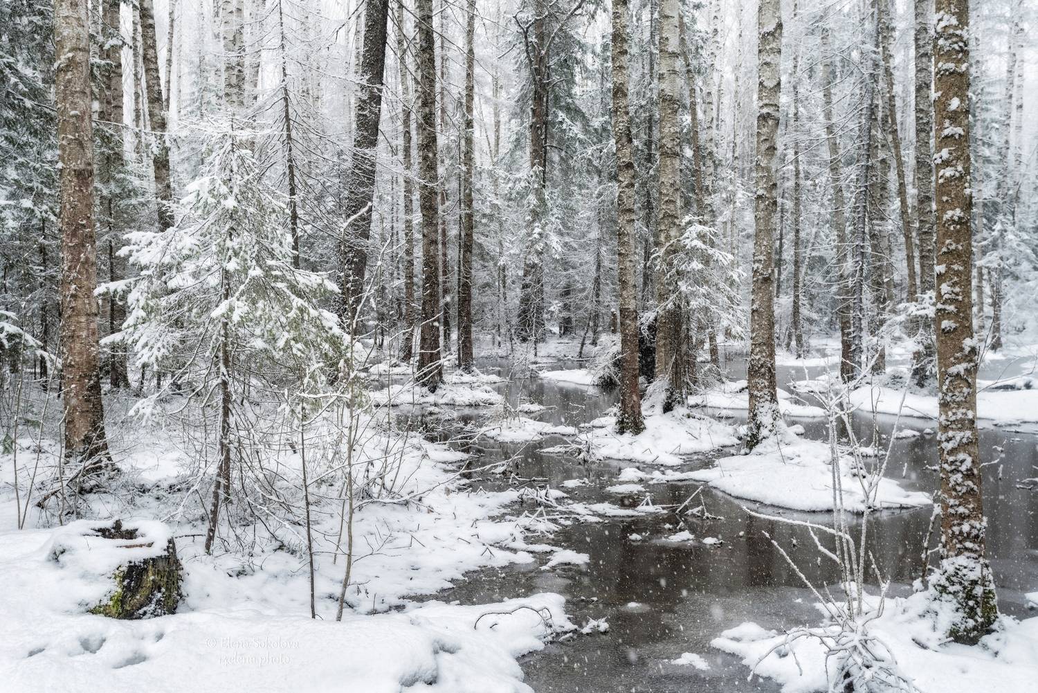 снег, апрель, весна, лес, Соколова Елена