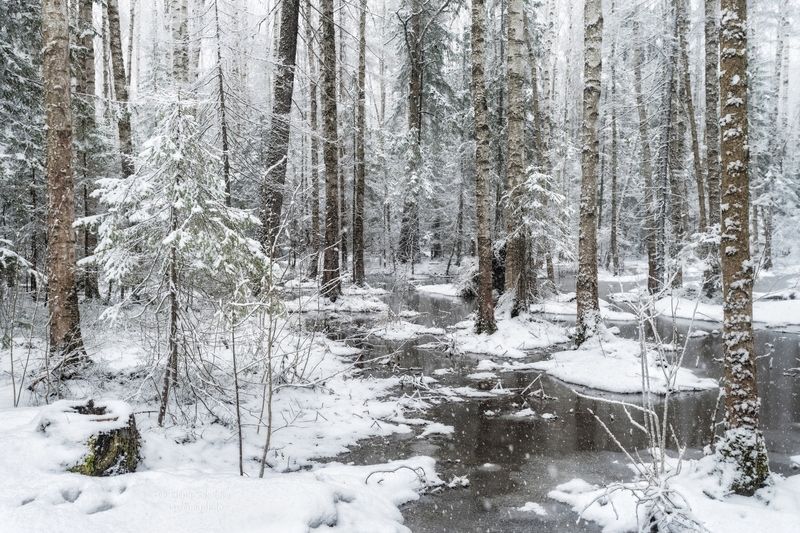 снег, апрель, весна, лес Снежный день в середине апреля фото превью