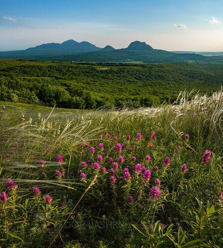 Майская степь