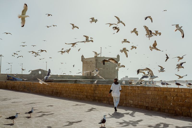 morocco, tarvel, africa, street, animals, birds Essaouira фото превью