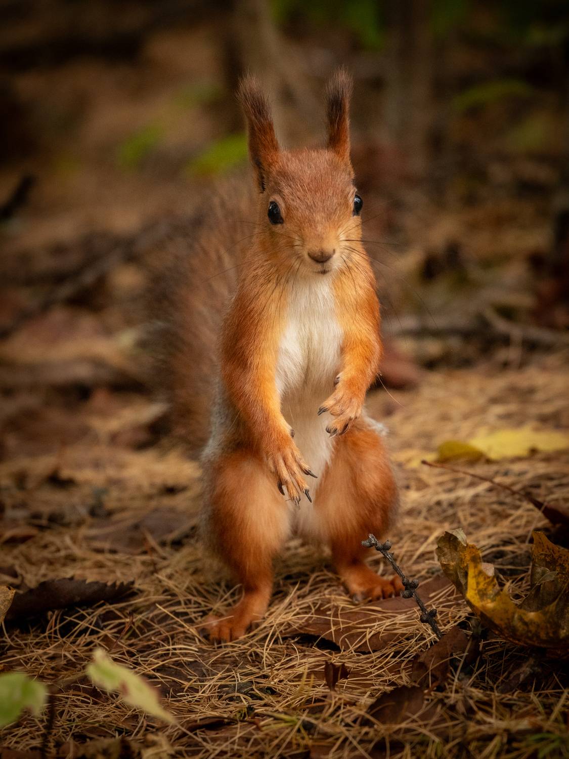 , Бравичева Анастасия