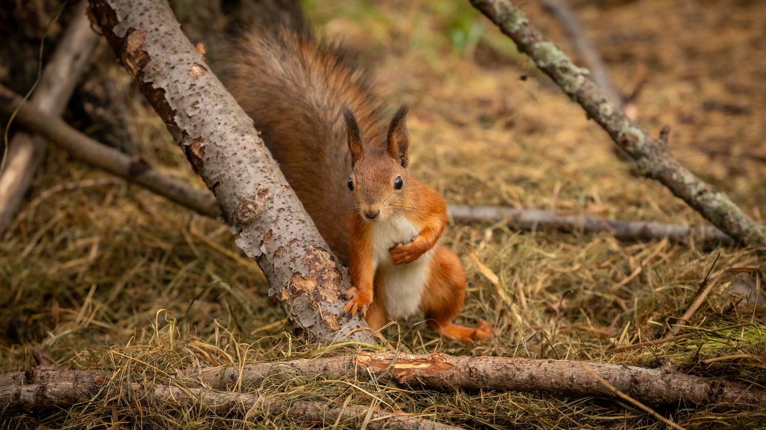 , Бравичева Анастасия