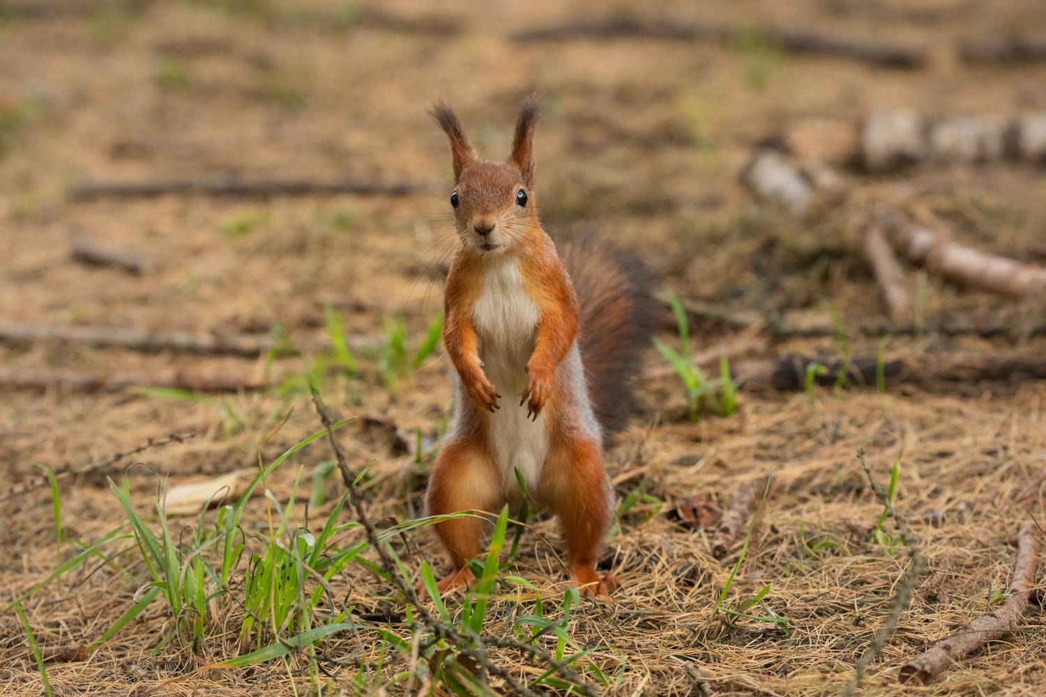 , Бравичева Анастасия