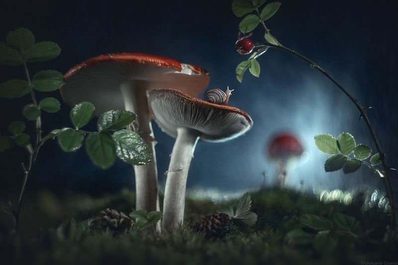 Сказка на ночь фото превью