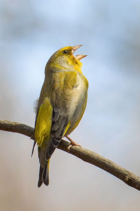 зеленушка, птицы, пернатые Весеннему солнышку песню пою фото превью