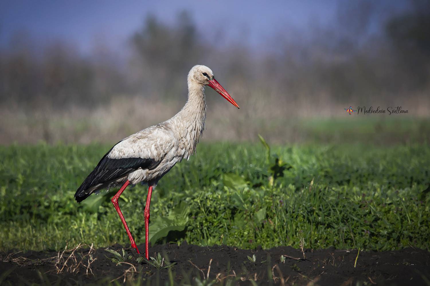 птица, аист, фотоохота, белый аист, Медведева Светлана
