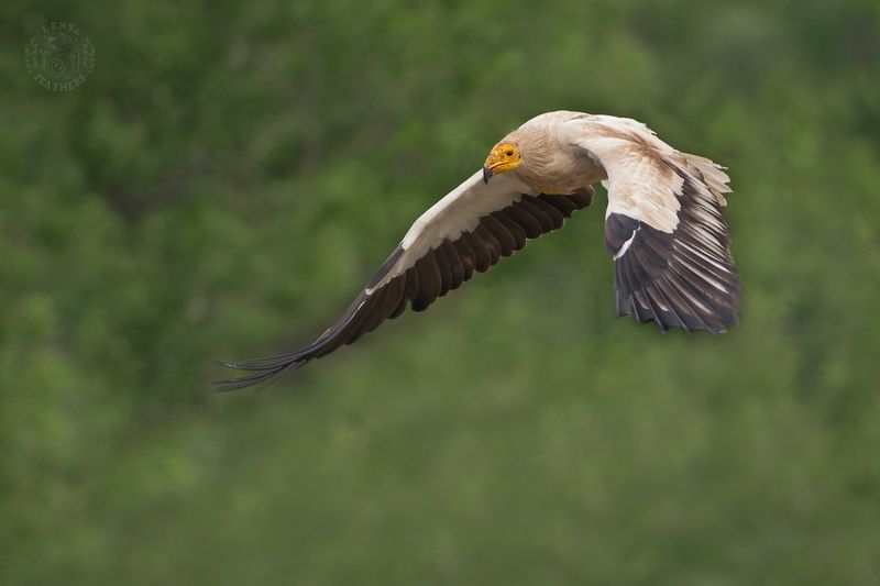 Стервятник - Lens and Feathers фото превью