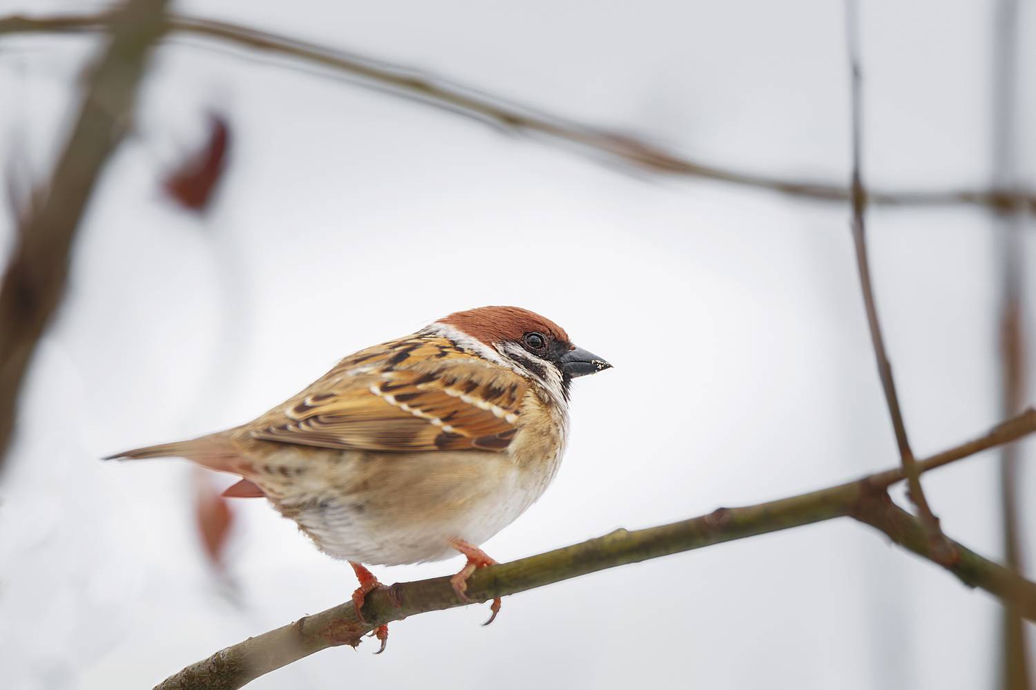 , Корнеев Алексей
