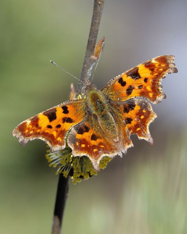 углокрыльница, бабочка  фото превью