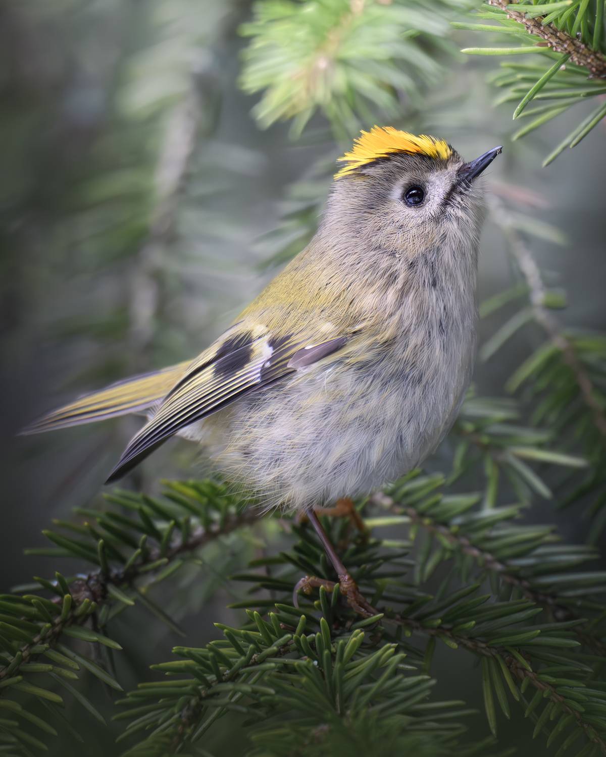 , Поляков Михаил